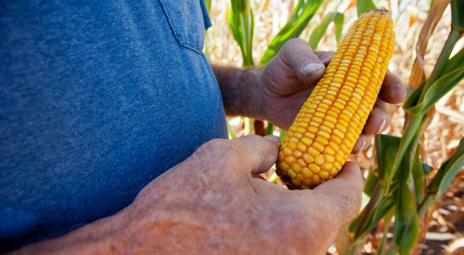 The Biden Administration Should Address Mexico’s Bans on Genetically Engineered Corn and Glyphosate