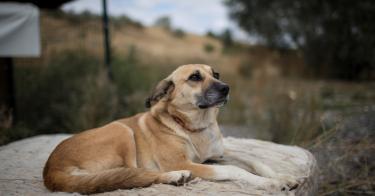 Why a Bipartisan Bill to Federalize Animal Abuse Crimes Is Well-Intentioned but Wrongheaded | The Heritage Foundation Why a Bipartisan Bill to Federalize Animal Abuse Crimes Is Well-Intentioned but Wrongheaded | The Heritage Foundation